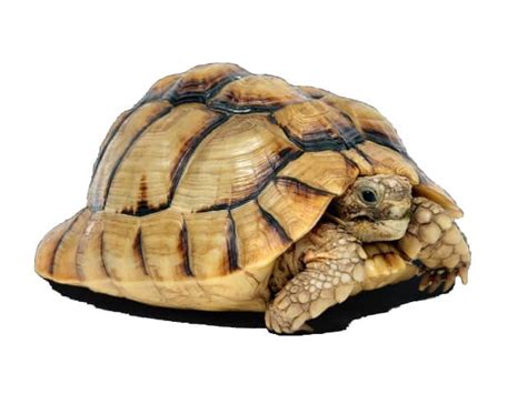 Egyptian Tortoise (Testudo kleinmanni) | ReptileTalk NET