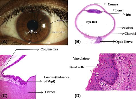 Morphological and histological architecture of the human limbus ...