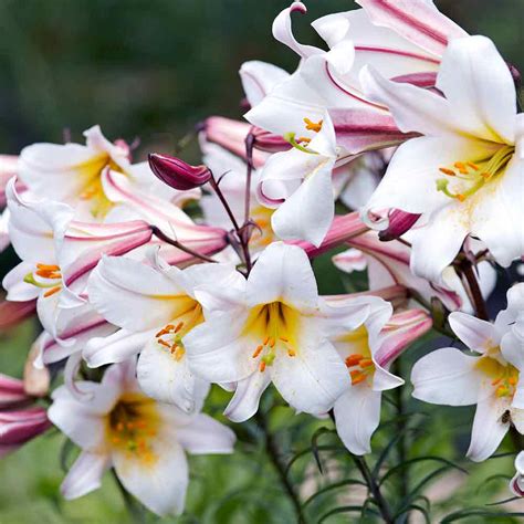 Buy Lily Regale Bulbs | J Parker Dutch Bulbs