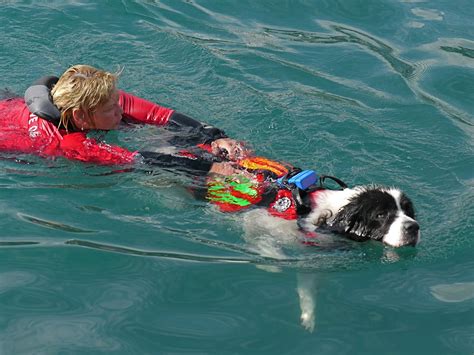 Menton Daily Photo: The Sea Rescue Dogs