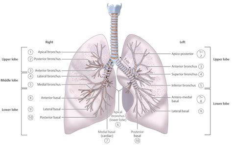 Trachea Bronchus Division at Linda Mills blog