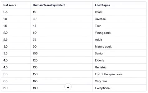 Rat Years to Human Years - Rat Age Calculator - YIHY