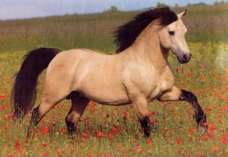 Buckskin Horse - Horses & Animals Background Wallpapers on Desktop Nexus (Image 1416409)