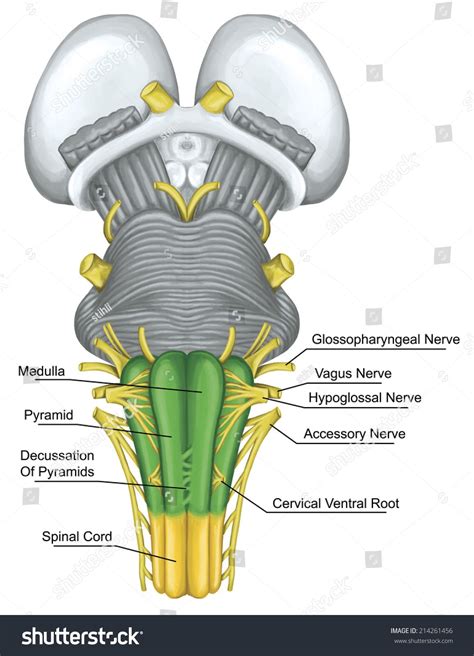 Brainstem Anatomy