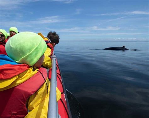 Experience Tadoussac Whale Watching With A First Nations Twist - Adventure Family Travel ...