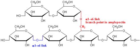 Polysaccharide: Starch - Starch is a compact... - T.W.C Teaching With ...