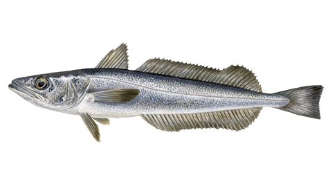 What is hake | Sustainable fish | Marine Stewardship Council