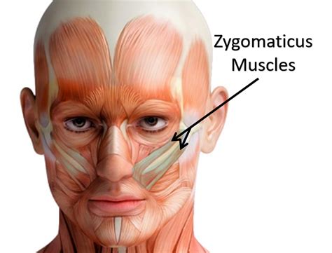 The Muscles of the Head, Trunk and Shoulders - SCIENTIST CINDY