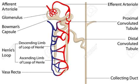 Proximal And Distal Tubules