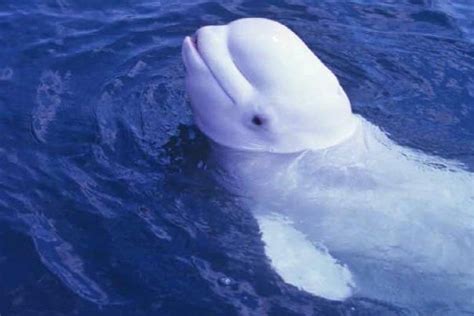 Audio: Male beluga whale mimics human speech | South China Morning Post