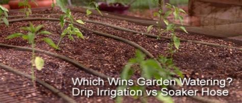 Drip Irrigation vs Soaker Hose: Which is Best? » Best Lawn Sprinkler