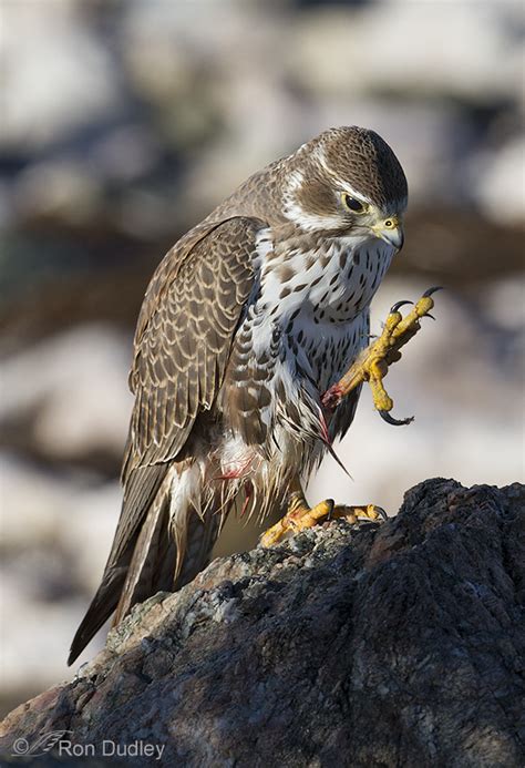 The Menacing Talons Of A Prairie Falcon – Feathered Photography