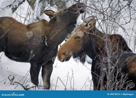 Moose Winter-feeding stock image. Image of wild, winter - 49070075