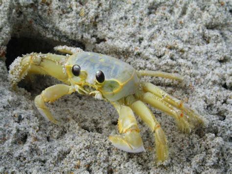 Eyes allow periscopic vision : Horned Ghost Crab - AskNature