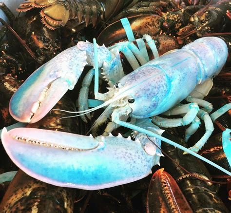 Blue Lobster - campestre.al.gov.br