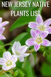 New Jersey Native Plants List: 15 Amazing Garden State Choices
