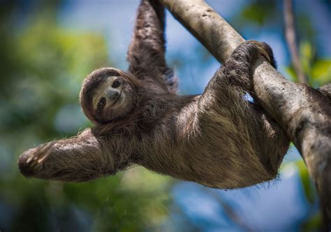 13 of the Cutest Tree-Dwelling Animals in the World