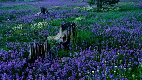 pedir disculpas Riego Carretilla national geographic desktop wallpaper ...