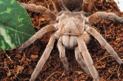 Bird Eating Tarantula Free Stock Photo - Public Domain Pictures