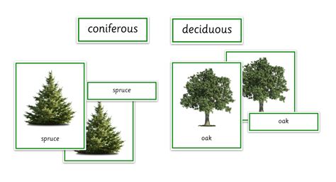 Types of Trees Montessori Material