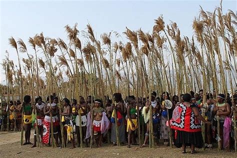 VIDEO: The Reed Dance explained