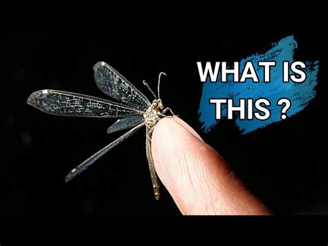 Antlion Life Cycle