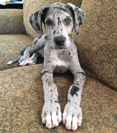 Blue Merle Great Dane Puppies Price 2021 – Puppies World