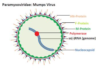 Mumps Virus: Structure and Function - Lesson | Study.com