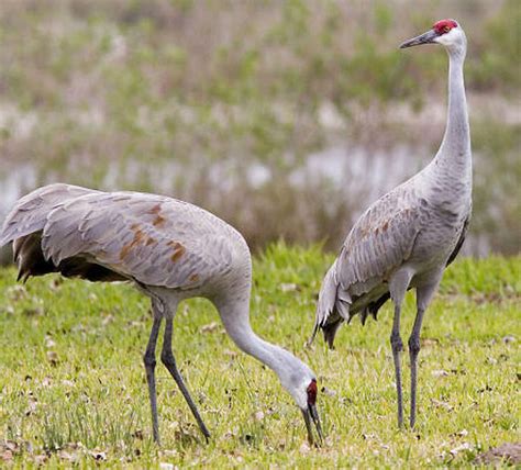 Sandhill Crane Food Web