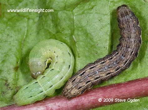 Winter Damage: Caterpillars vs Slugs - OSU Extension Service Metro-area Master Gardener Newsletter