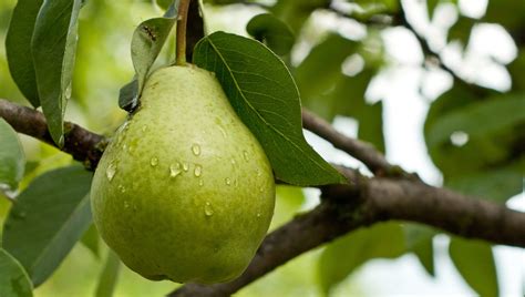 Protect fruit trees from insects, disease