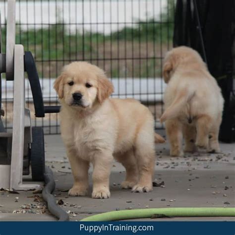 Golden Retriever Puppies Near Me / Golden Retriever Puppies And Dogs ...