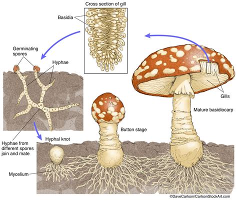 Mushroom Life Cycle 1 | Carlson Stock Art