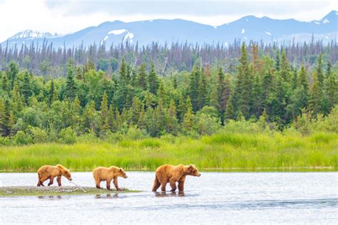 The 8 Best U.S. National Parks to See Wildlife — Best Life