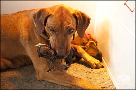 Rhodesian Ridgeback Puppies | Rhodesian Ridgeback Breeder Dorset