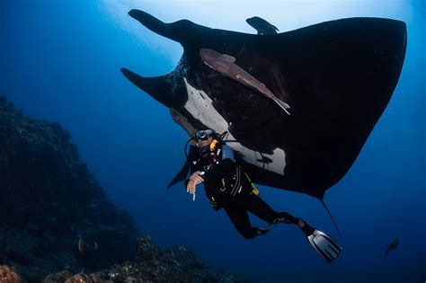 The Importance of Tourism: Manta Ray Conservation - Nautilus Adventures