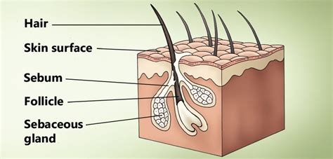 Follicular Cyst Dog