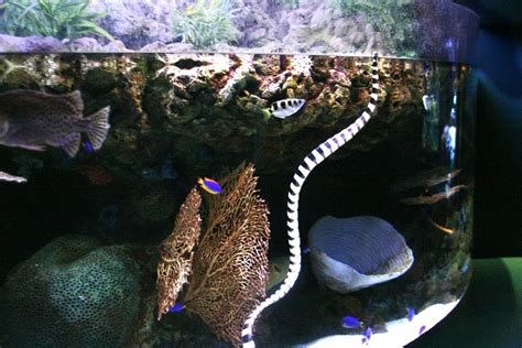 Long Beach Aquarium pictures April 2012 | Long beach aquarium, Aquarium ...