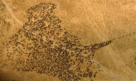 5 point Guide to Understanding the Great Wildebeest Migration - Africa ...