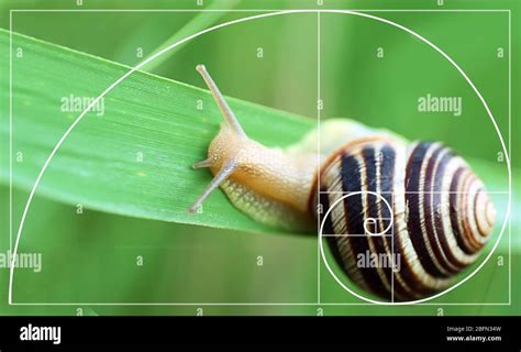 Golden Ratio In Nature