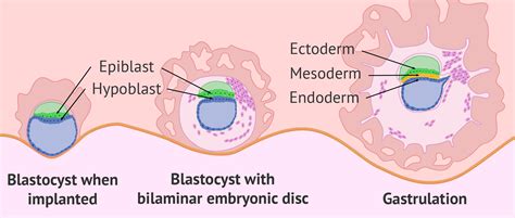 Embryo implantation and gastrulation