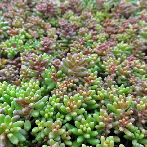 11 Sedum (Stonecrop) Varieties to Plant as Ground Cover