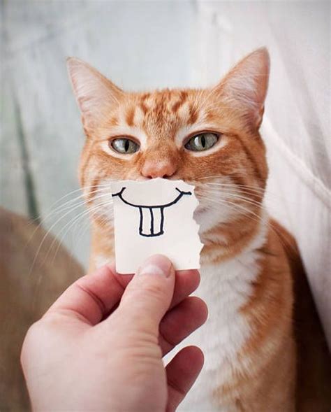 Funny Cat Orange Cat Meme - Cat Mania