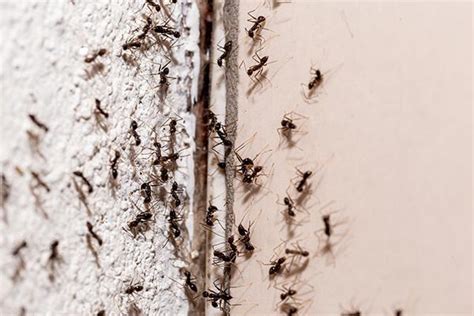 Ant Control - Ajax Exterminating