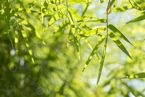 bamboo leaves background 12520654 Stock Photo at Vecteezy