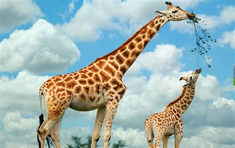 208 Giraffe HD Wallpapers | Background Images - Wallpaper Abyss