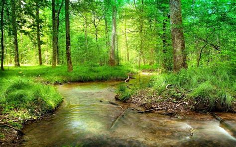 Forest Stream Wallpaper - WallpaperSafari