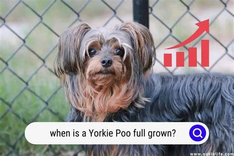 When Is A Yorkie Poo Full Grown? - Oodle Life