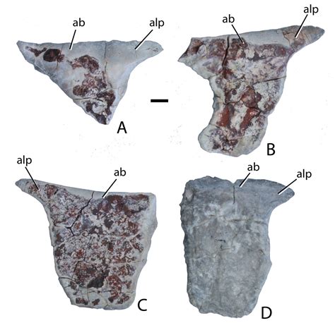 Osteology of the Late Triassic aetosaur Scutarx deltatylus (Archosauria: Pseudosuchia) [PeerJ]