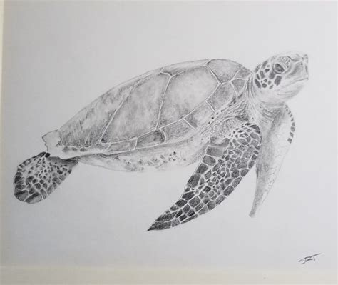 Green Sea Turtle Pencil Sketch